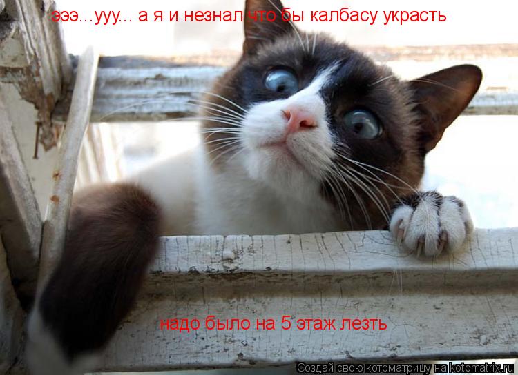 Котоматрица: эээ...ууу... а я и незнал что бы калбасу украсть  надо было на 5 этаж лезть