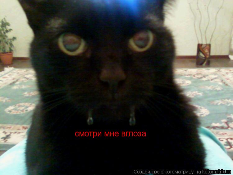 Котоматрица: cмотри мне вглоза