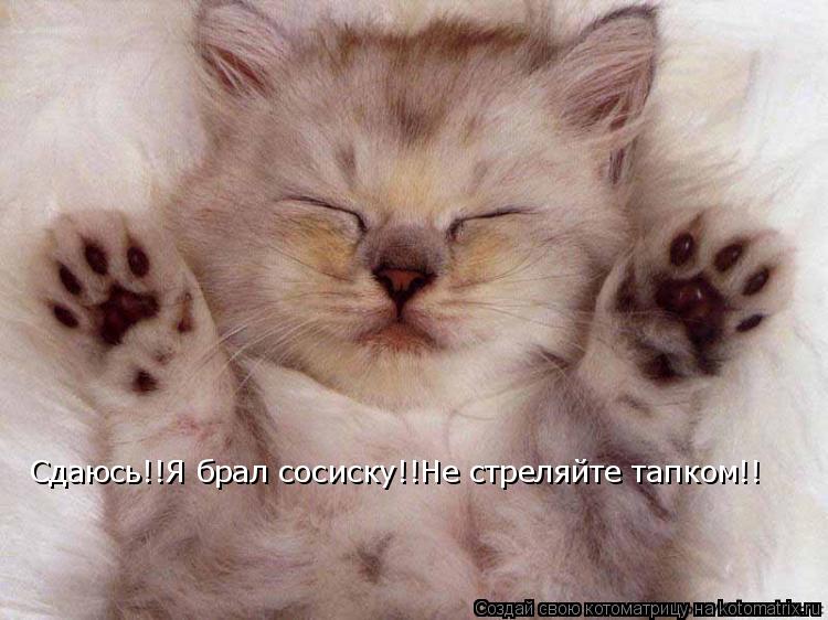 Котоматрица: Сдаюсь!!Я брал сосиску!!Не стреляйте тапком!!
