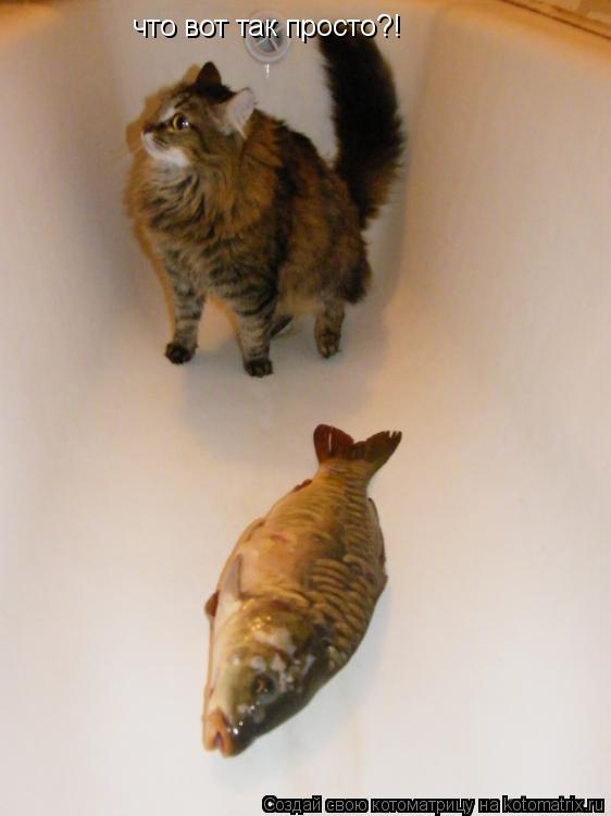 Котоматрица: что вот так просто?!