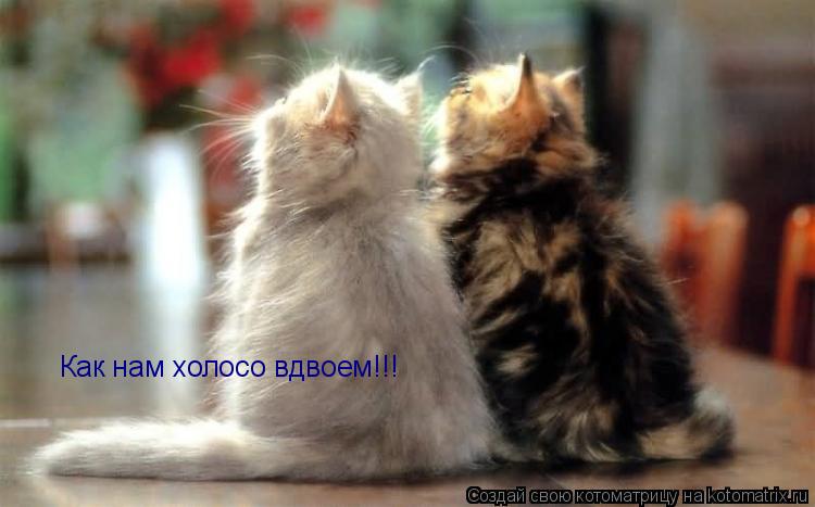 Котоматрица: Как нам холосо вдвоем!!!