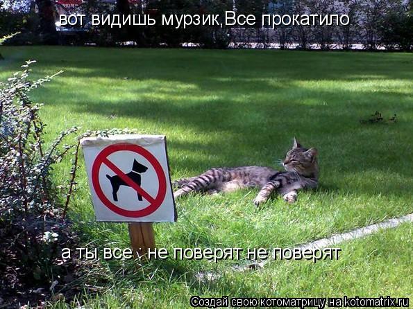 Котоматрица: вот видишь мурзик,Все прокатило а ты все : не поверят не поверят