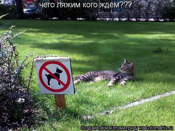 Котоматрица: чего ляжим кого ждём???