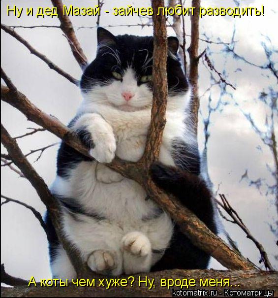 Котоматрица: Ну и дед Мазай - зайчев любит разводить! А коты чем хуже? Ну, вроде меня...