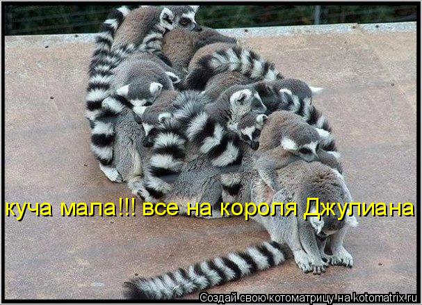Котоматрица: куча мала!!! все на короля Джулиана