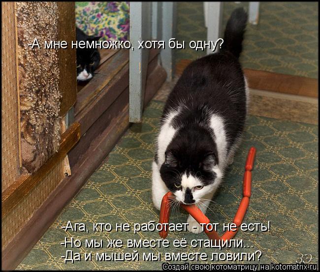 Котоматрица: -А мне немножко, хотя бы одну? -Ага, кто не работает - тот не есть! -Но мы же вместе её стащили... -Да и мышей мы вместе ловили?