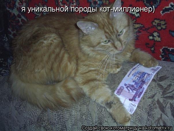 Котоматрица: я уникальной породы кот-миллионер)