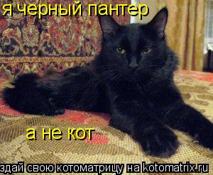 Котоматрица: я черный пантер а не кот