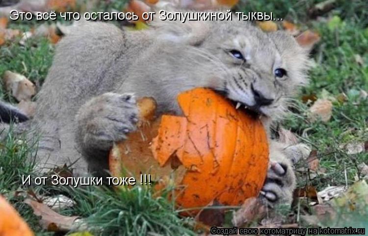 Это всё что осталось от Золушкиной тыквы... И от Золушки тоже !!!... Котоматрица: Это всё что осталось от Золушкиной тыквы... И от Золушки тоже !!!