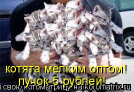 котята мелким оптом! пучок-5 рублей!... Котоматрица: котята мелким оптом! пучок-5 рублей!