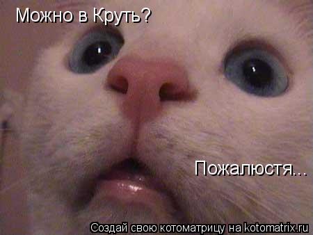 Можно в Круть? Пожалюстя...... Котоматрица: Можно в Круть? Пожалюстя...
