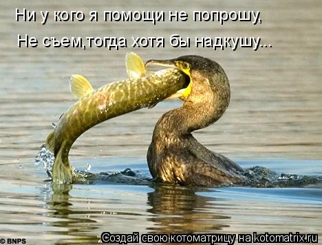 Ни у кого я помощи не попрошу, Не съем,тогда хотя бы надкушу...... Котоматрица: Ни у кого я помощи не попрошу, Не съем,тогда хотя бы надкушу...