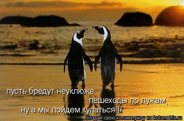 пусть бредут неуклюже пешеходы по лужам , ну а мы пойдем купаться!!!... Котоматрица: пусть бредут неуклюже пешеходы по лужам , ну а мы пойдем купаться!!!