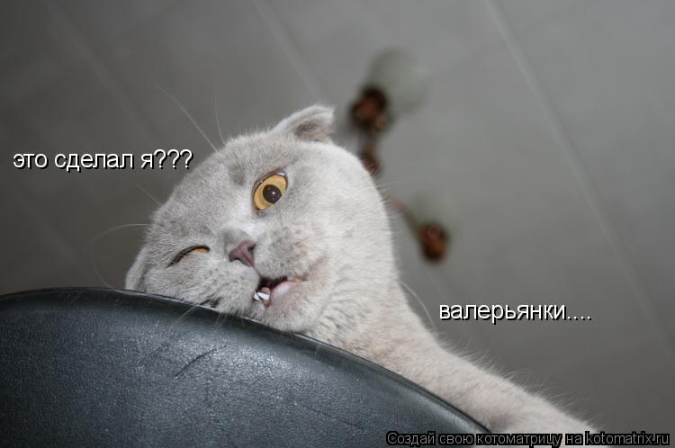 это сделал я??? валерьянки....... Котоматрица: это сделал я??? валерьянки....