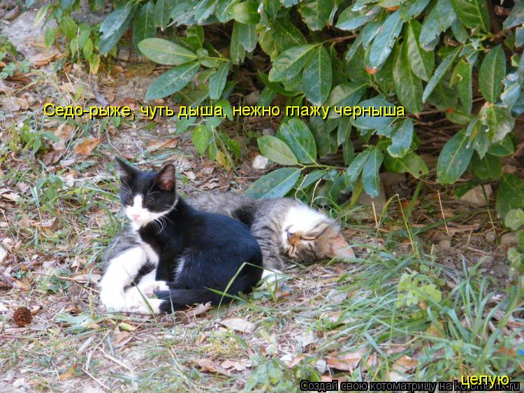 Котоматрица: Седо-рыже, чуть дыша, нежно глажу черныша целую