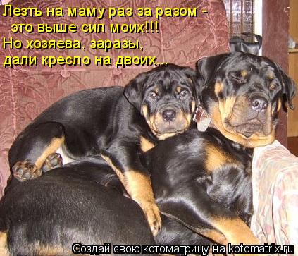Котоматрица: Лезть на маму раз за разом - это выше сил моих!!! Но хозяева, заразы, дали кресло на двоих...