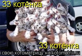 Котоматрица: 33 котёнка  33 котёнка