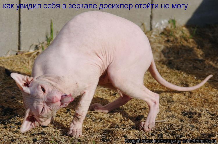 Котоматрица: как увидил себя в зеркале досихпор отойти не могу