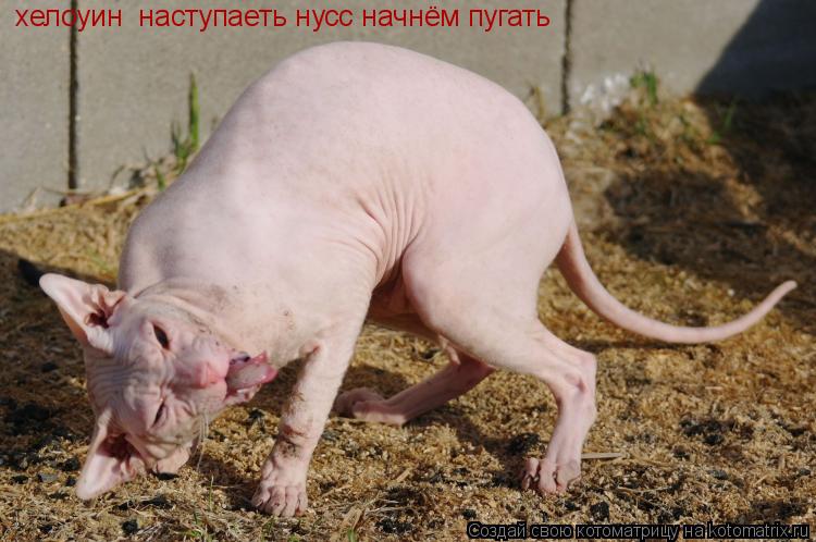 Котоматрица: хелоуин  наступаеть нусс начнём пугать