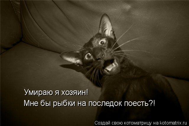 Котоматрица: Умираю я хозяин! Мне бы рыбки на последок поесть?!