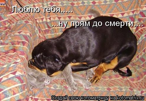 Котоматрица: Люблю тебя.....  ...ну прям до смерти....