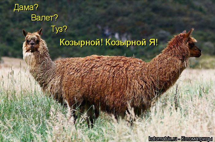 Котоматрица: Валет? Дама? Туз? Козырной! Козырной Я!