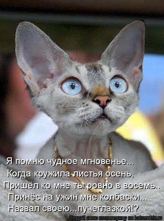 Котоматрица: Я помню чудное мгновенье... Когда кружила листья осень, Пришёл ко мне ты ровно в восемь.. Принёс на ужин мне колбаски... Назвал своею...пучеглаз
