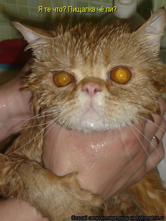 Котоматрица: Я те что? Пищалка чё ли?