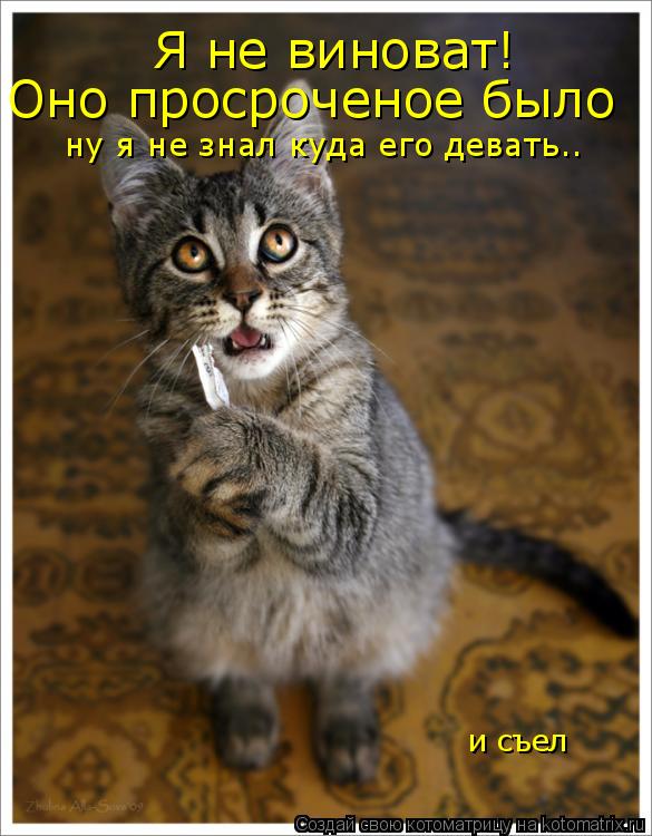 Котоматрица: Я не виноват! Оно просроченое было ну я не знал куда его девать.. и съел