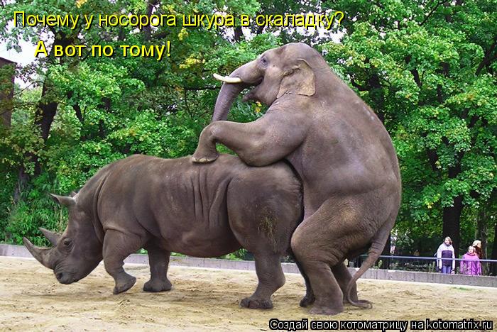 Котоматрица: Почему у носорога шкура в скаладку? А вот по тому!