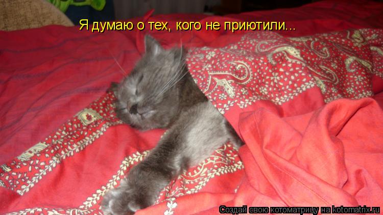 Котоматрица: Я думаю о тех, кого не приютили...