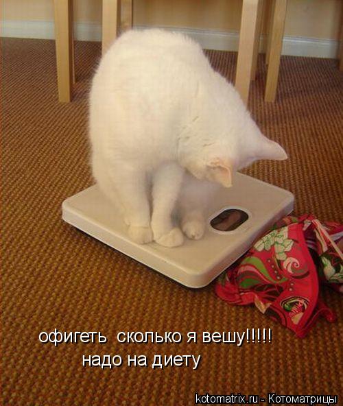 Котоматрица: офигеть  сколько я вешу!!!!! надо на диету
