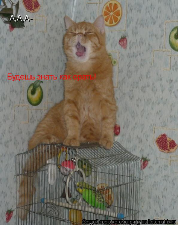Котоматрица: А,А,А- Будешь знать как орать!