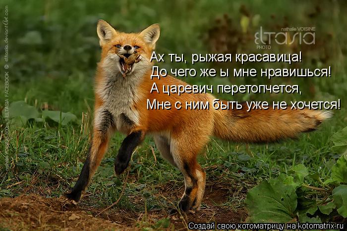 Котоматрица: Ах ты, рыжая красавица! До чего же ы мне нравишься! А царевич перетопчется, Мне с ним быть уже не хочется!
