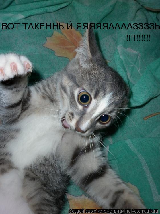 Котоматрица: ВОТ ТАКЕННЫЙ ЯЯЯЯЯААААЗЗЗЗЬ !!!!!!!!!!