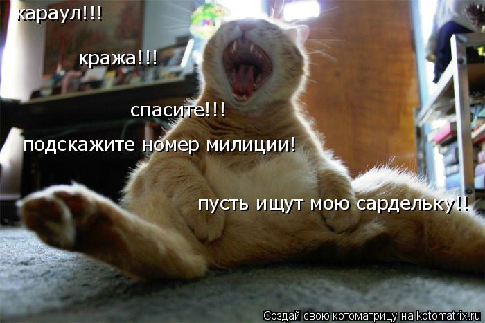 Котоматрица: караул!!!  кража!!! спасите!!! подскажите номер милиции!  пусть ищут мою сардельку!!