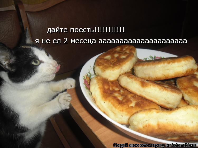 Котоматрица: дайте поесть!!!!!!!!!!! я не ел 2 месеца ааааааааааааааааааааа