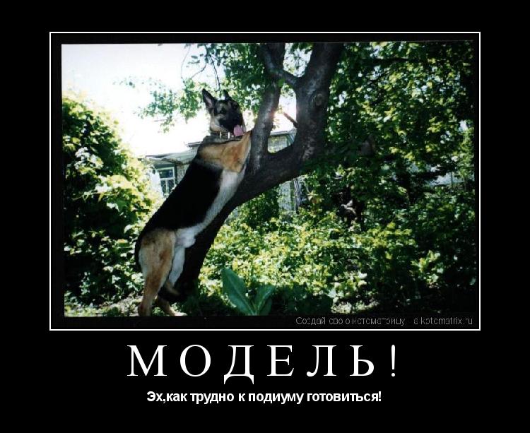 Котоматрица: Модель! Эх,как трудно к подиуму готовиться!