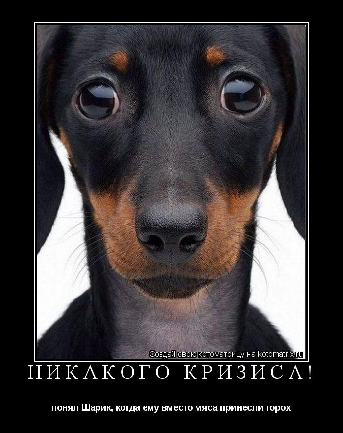 Котоматрица: никакого кризиса! понял Шарик, когда ему вместо мяса принесли горох