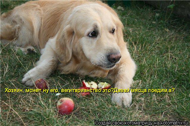 Котоматрица: Хозяин, может ну его, вегитарианство это?Давай мясца поедим,а?
