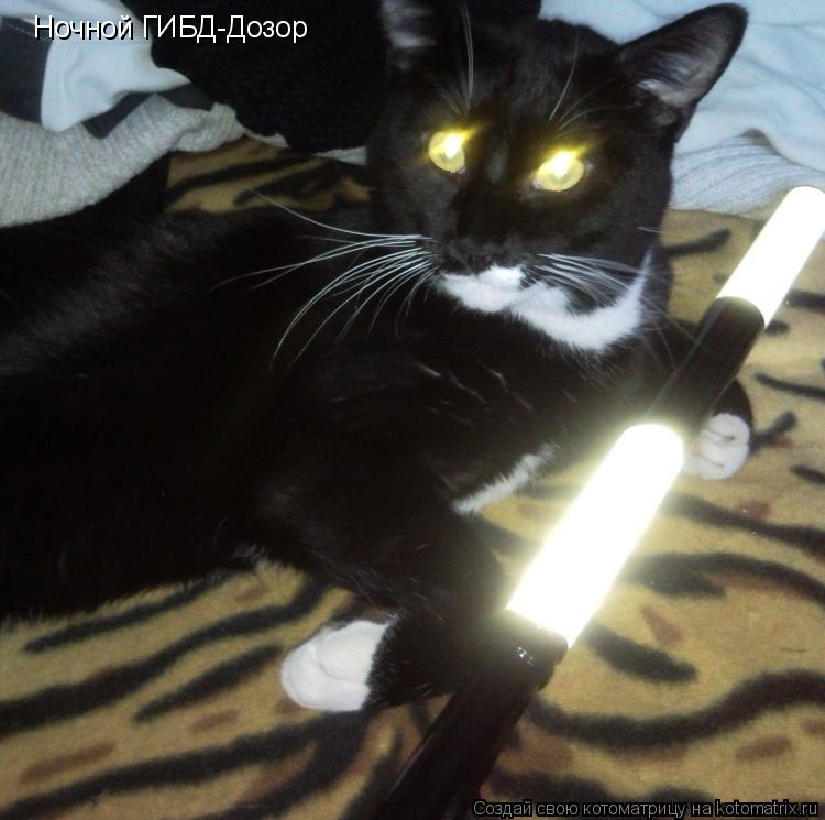 Котоматрица: Ночной ГИБД-Дозор