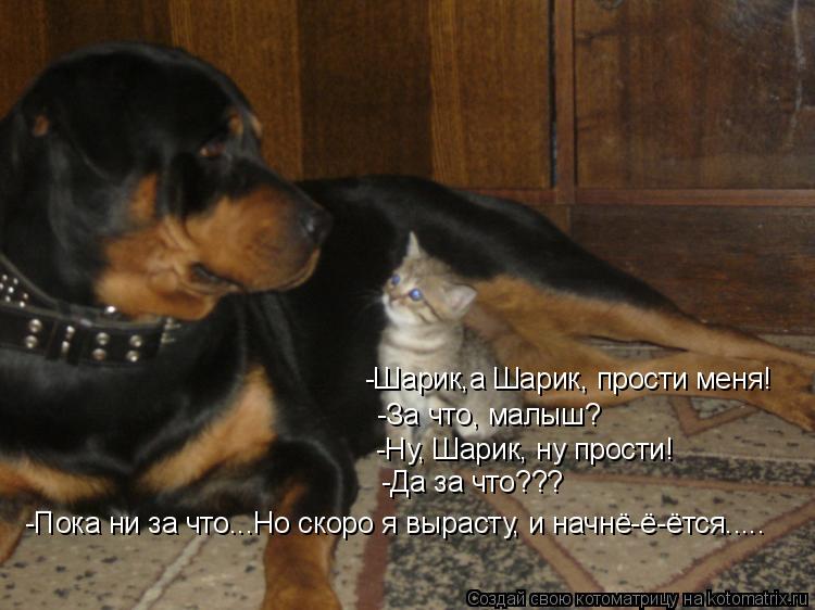 -Шарик,а Шарик, прости меня! -За что, малыш? -Ну, Шарик, ну прости! -Да за что??? -Пока ни за что...Н... Котоматрица: -Шарик,а Шарик, прости меня! -За что, малыш? -Ну, Шарик, ну прости! -Да за что??? -Пока ни за что...Но скоро я вырасту, и начнё-ё-ётся.....