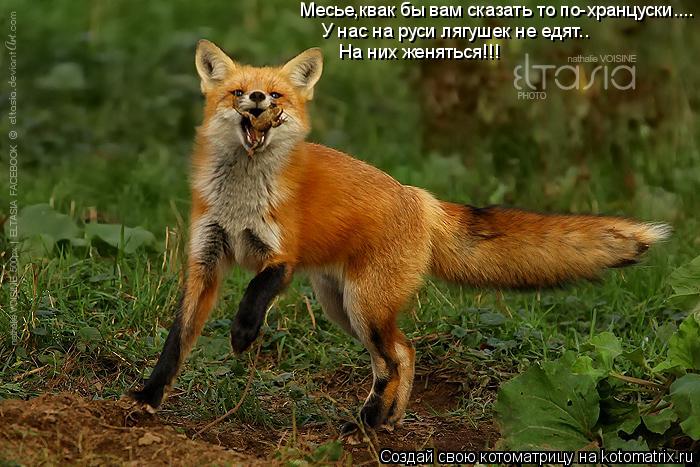 Котоматрица: У нас на руси лягушек не едят.. Месье,квак бы вам сказать то по-хранцуски.... На них женяться!!!