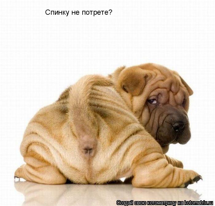 Котоматрица: Спинку не потрете?