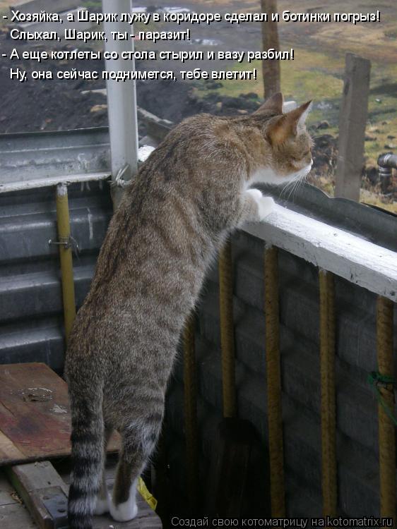Котоматрица: - Хозяйка, а Шарик лужу в коридоре сделал и ботинки погрыз! Слыхал, Шарик, ты - паразит! - А еще котлеты со стола стырил и вазу разбил! Ну, она се