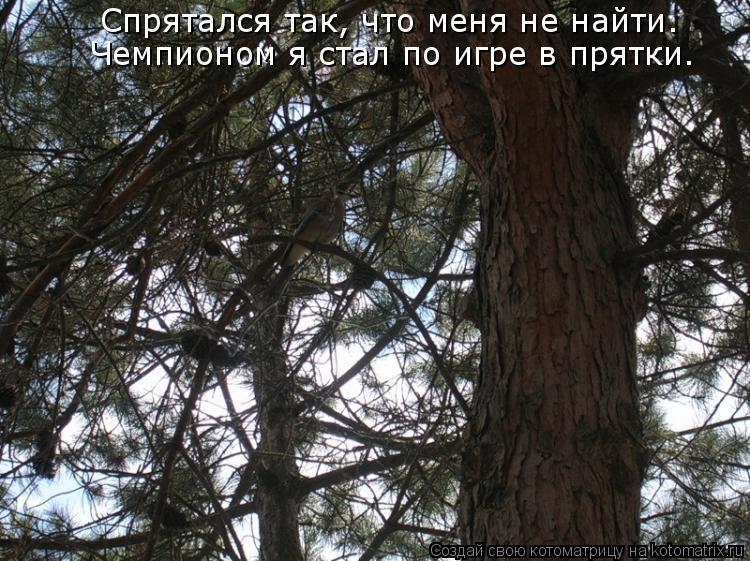 Котоматрица: Спрятался так, что меня не найти. Чемпионом я стал по игре в прятки.