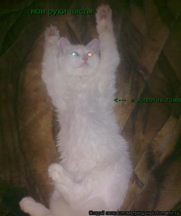Котоматрица: мои руки чисты  <---  и животик тоже