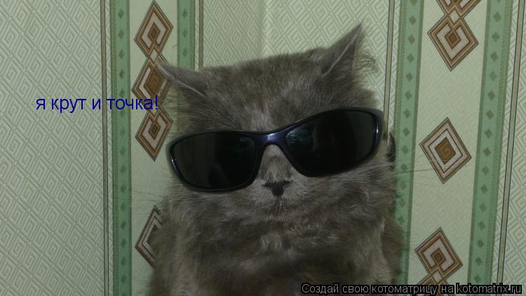 Котоматрица: я крут и точка!