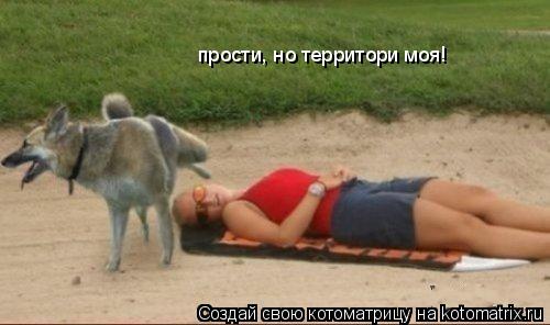 Котоматрица: прости, но территори моя!