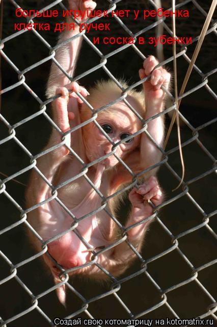 Котоматрица: больше игрушек нет у ребенка клетка для ручек и соска в зубенки